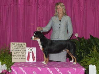 Best of Opposite Owner Handler – Orlando Florida Best of Opposite Owner Handler – Orlando Florida