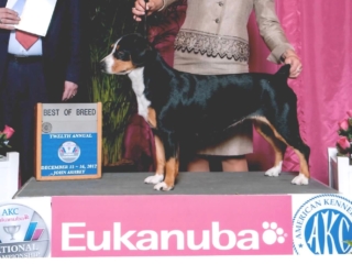 Best of Breed #2 Orlando