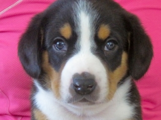Queso 6 weeks