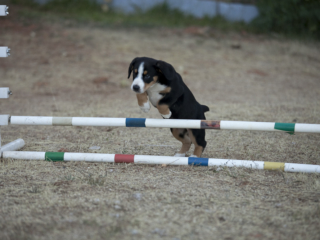 Agility as a pup