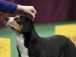 Dog Show