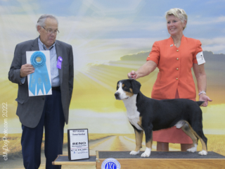OH Best in Show