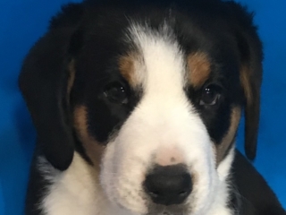 Puppy Snickers