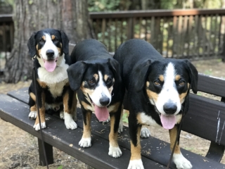 IMG_4227