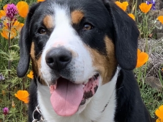 Handsome Snickers
