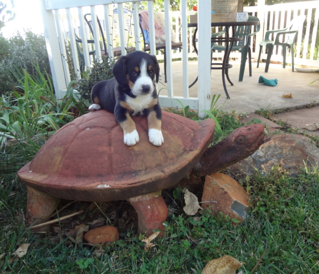 Turtle