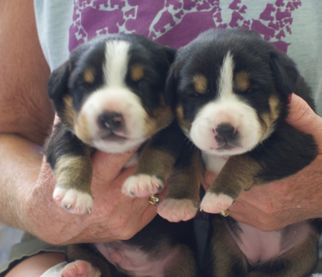 p litter