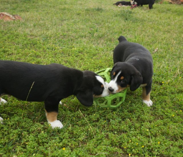 tug
