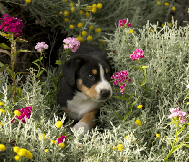 in the flowers
